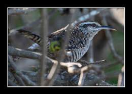 Image of Yucatan Wren