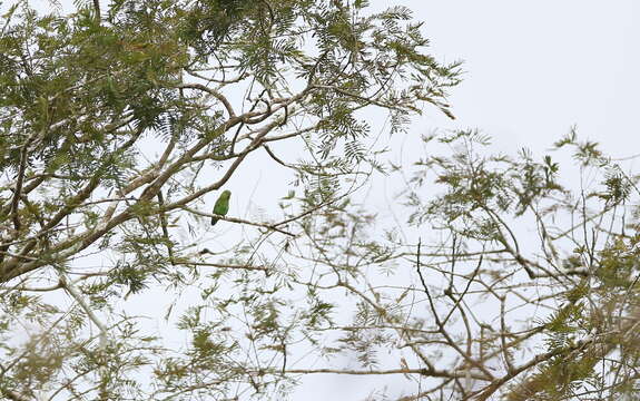 Image of Dusky-billed Parrotlet