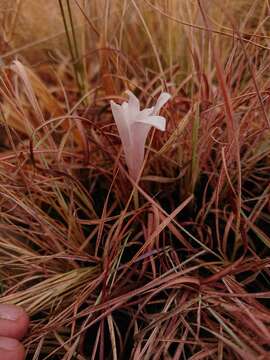 Image of Apodolirion buchananii (Baker) Baker