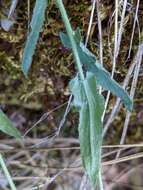 Image de Boechera breweri subsp. shastaensis Windham & Al-Shehbaz