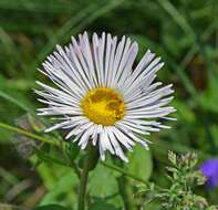 Image of Tall Fleabane