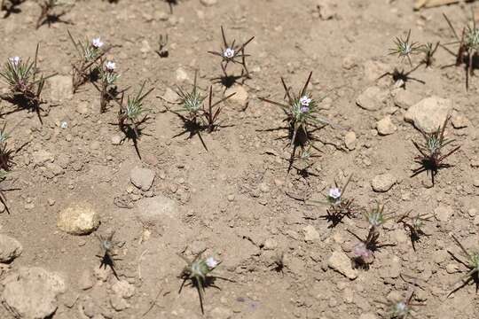 Imagem de Navarretia torreyella L. A. Johnson & D. Gowen