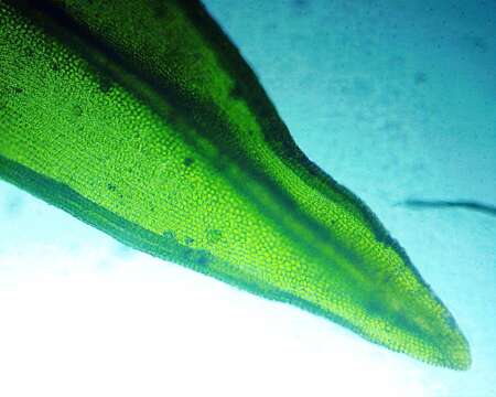 Image of stellate orthotrichum moss