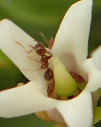 Image of Monomorium australe Emery 1886