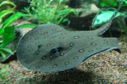 Image of Ocellate River Stingray