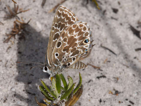 Image of Lepidochrysops trimeni (Bethune-Baker 1922)