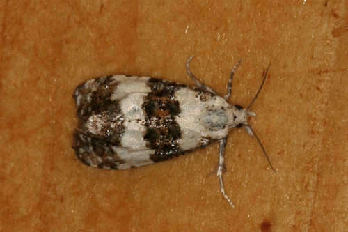 Image of Phtheochroa duponchelana Duponchel 1916