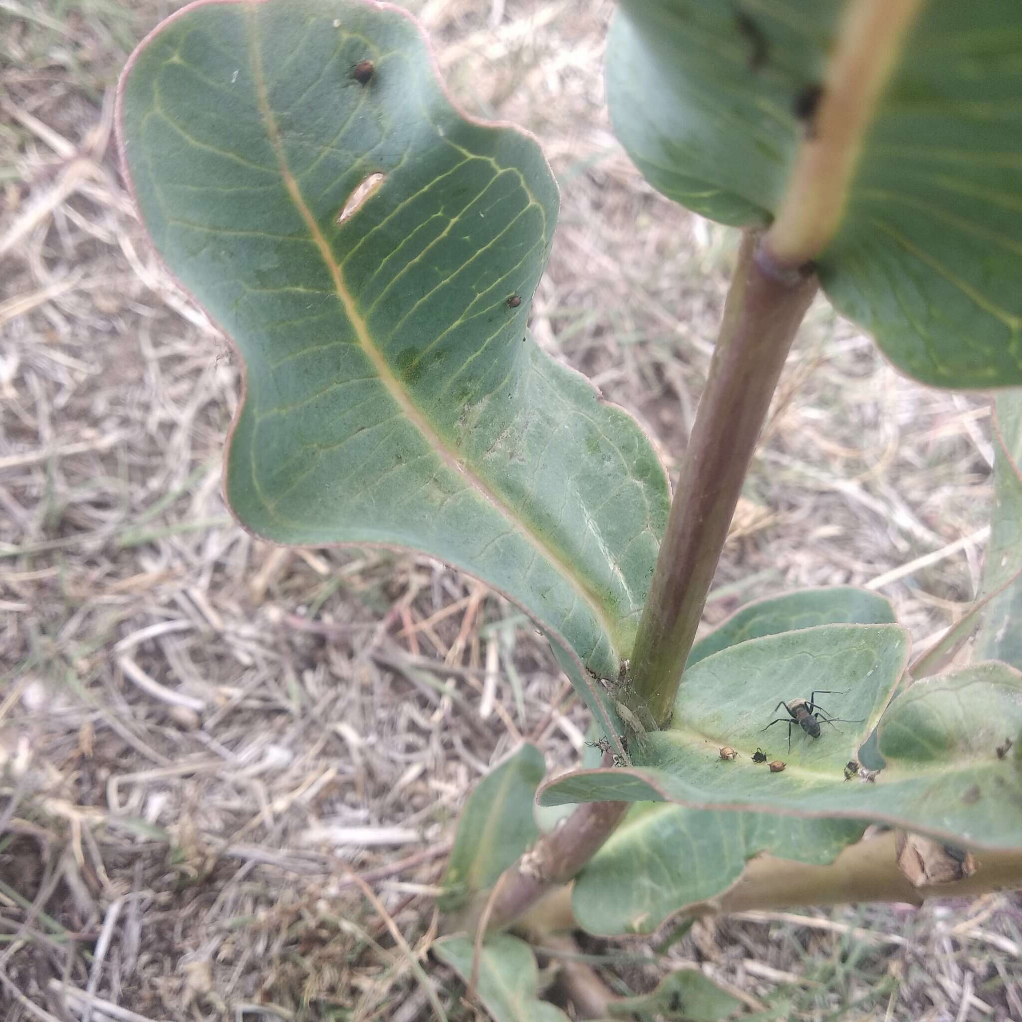 Image of Asclepias lynchiana M. Fishbein