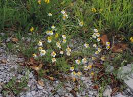 Anthemis arvensis L. resmi