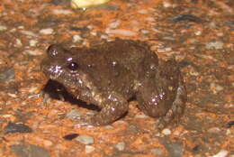 Image of Round-tongued Floating Frog