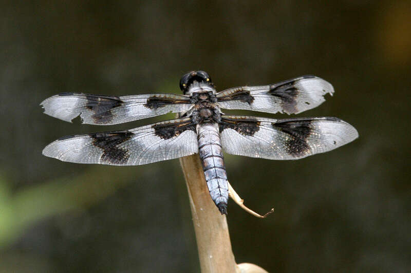 Libellula forensis Hagen 1861 resmi