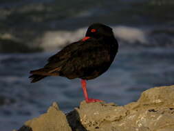 Haematopus moquini Bonaparte 1856 resmi