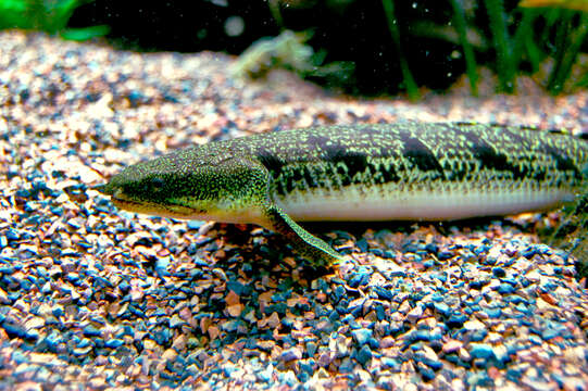 Image of Barred Bichir