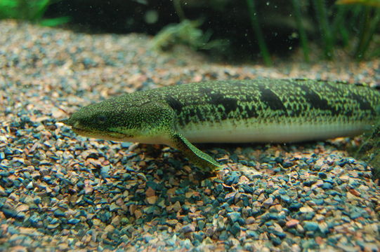 Image of <i>Polypterus delhezi</i> Boulenger 1899