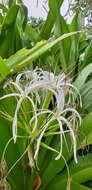 Image of Barbados anole