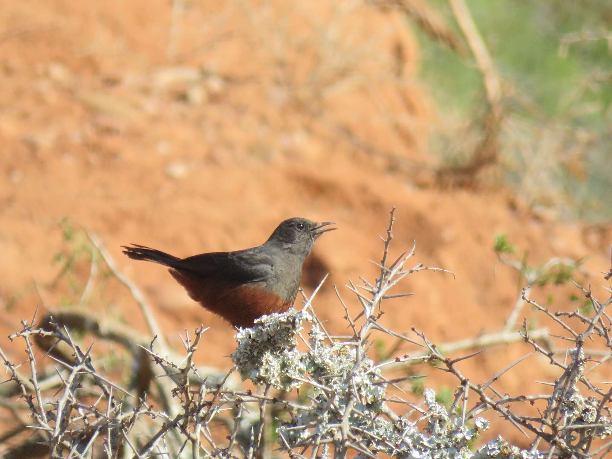 Image of Thamnolaea cinnamomeiventris cinnamomeiventris (Lafresnaye 1836)