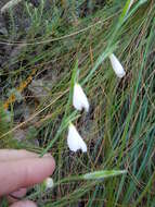 Image of Hesperantha bachmannii Baker