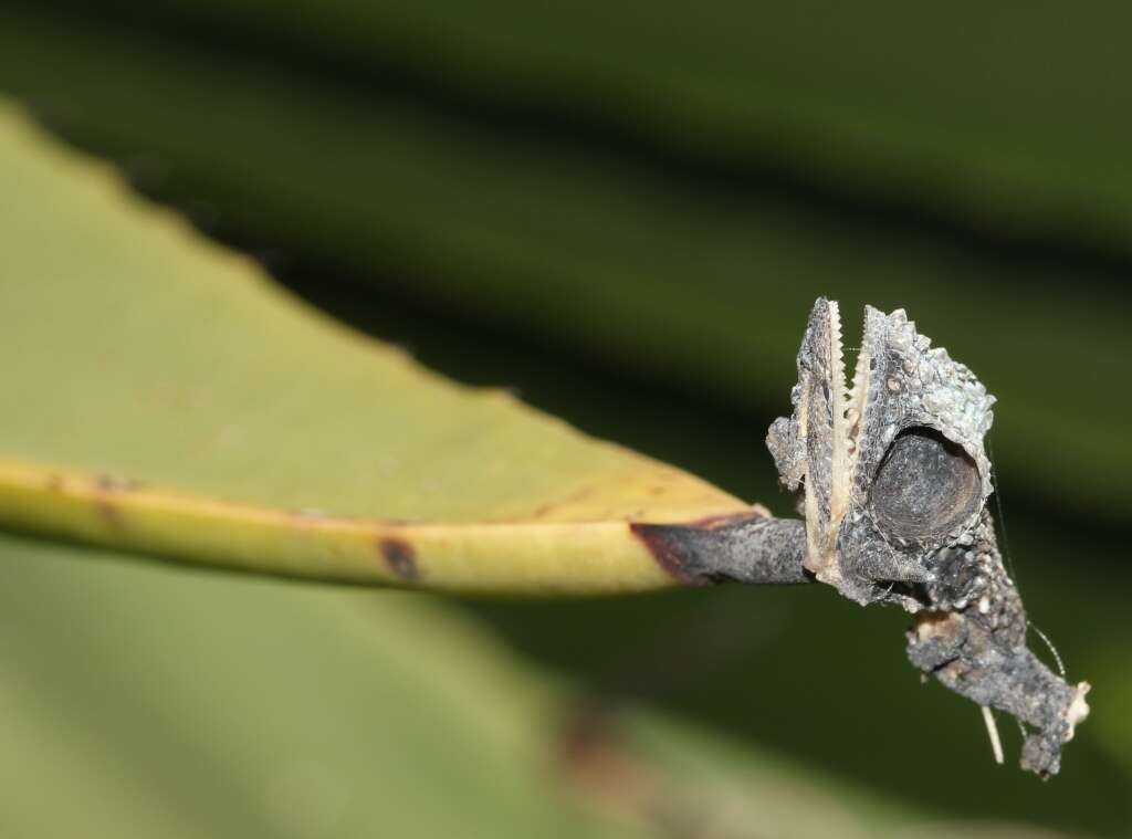 Image of Eastern Cape Dwarf Chameleon