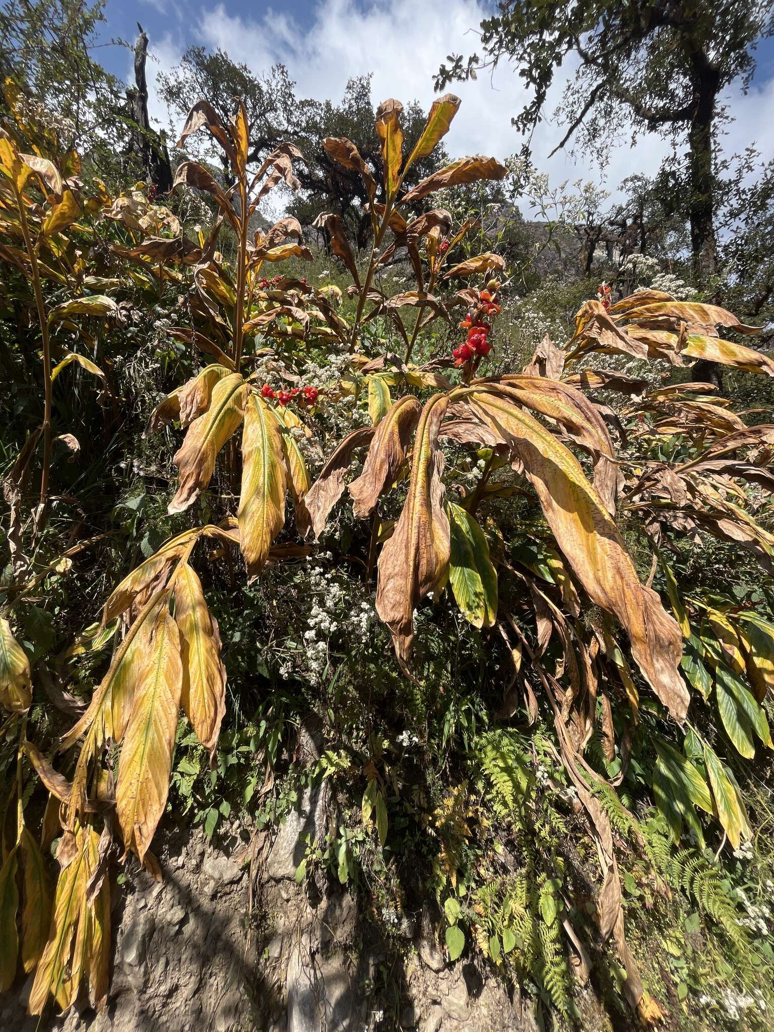 Image of Hedychium spicatum Sm.