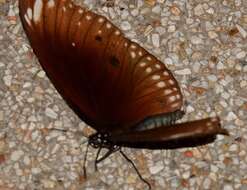 صورة Euploea core graminifera Moore 1883