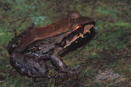 Image of Savage's Thin-toed Frog