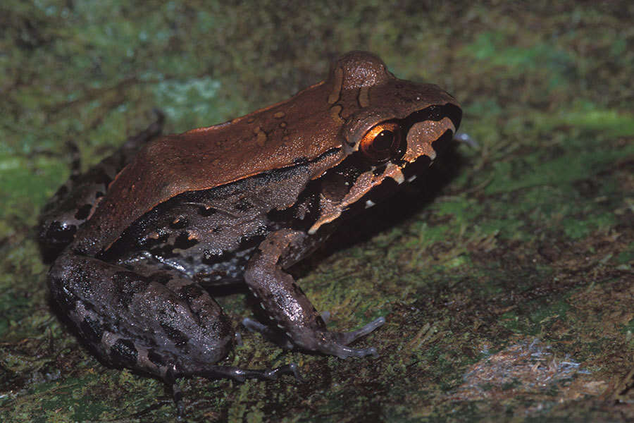 Image of Savage's Thin-toed Frog