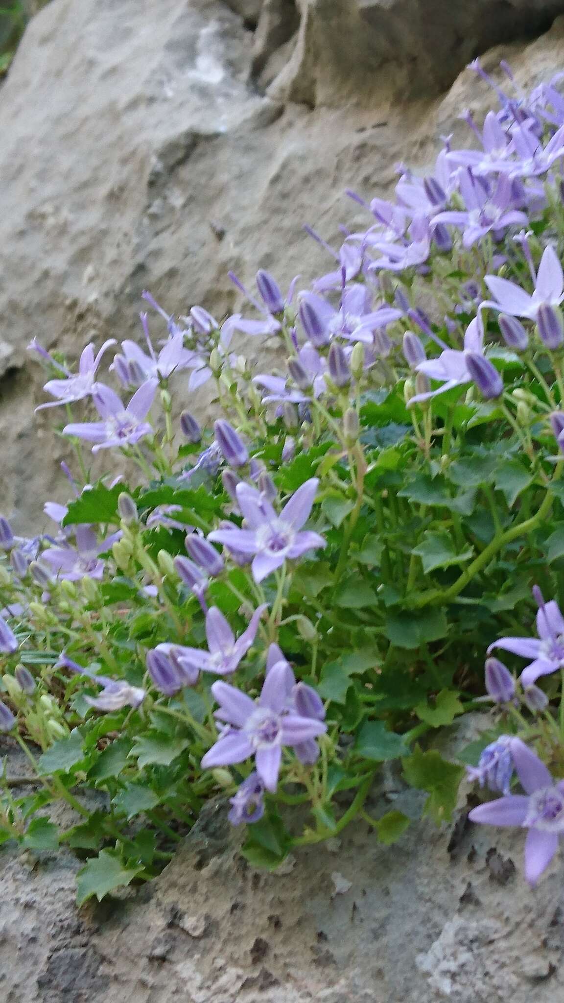 Image of Campanula fenestrellata subsp. fenestrellata