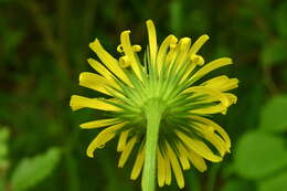 Image of plantain false leopardbane