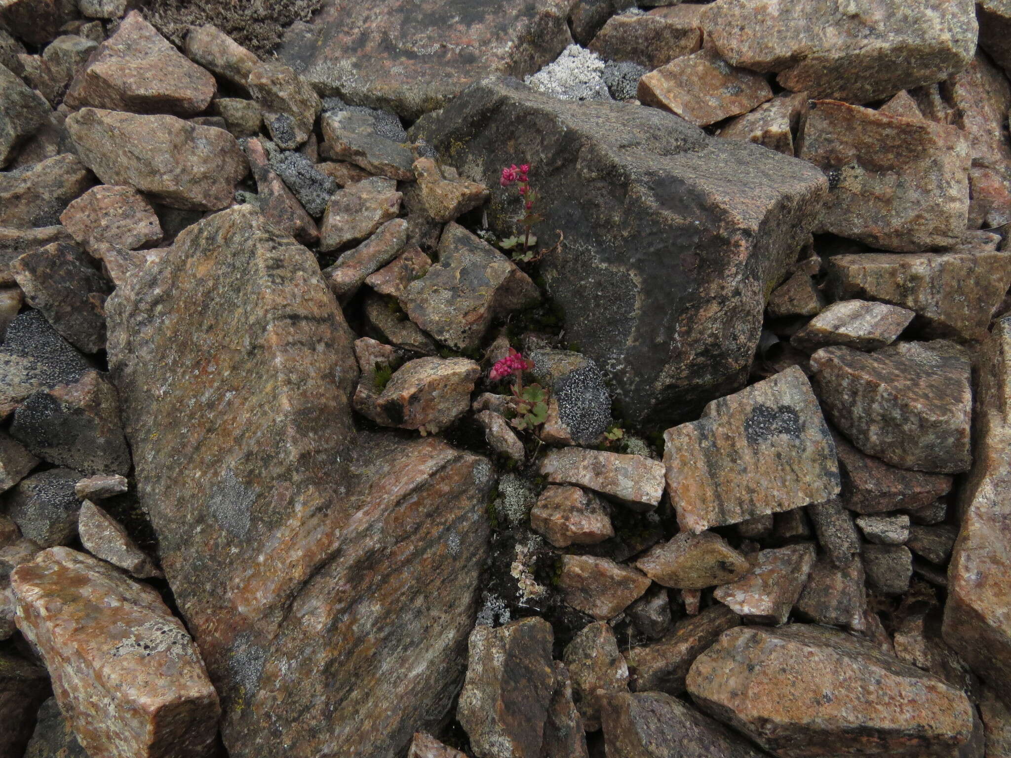 Plancia ëd Saxifraga cernua L.