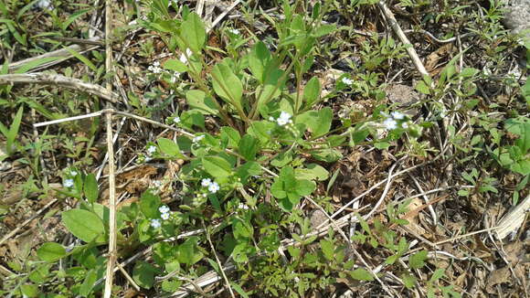 صورة Trigonotis peduncularis (Trevisan) Benth. ex Baker & S. Moore