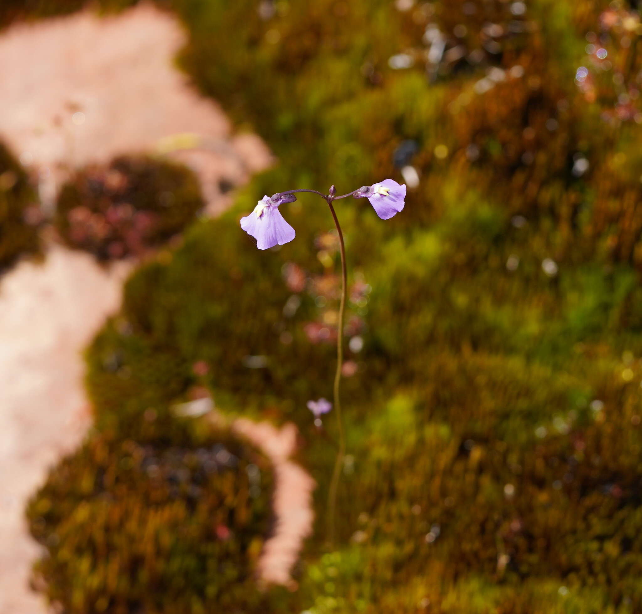 Image of Utricularia grampiana R. W. Jobson