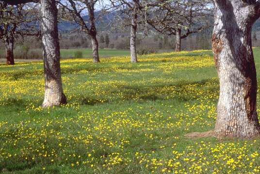 Image of Brewer Oak