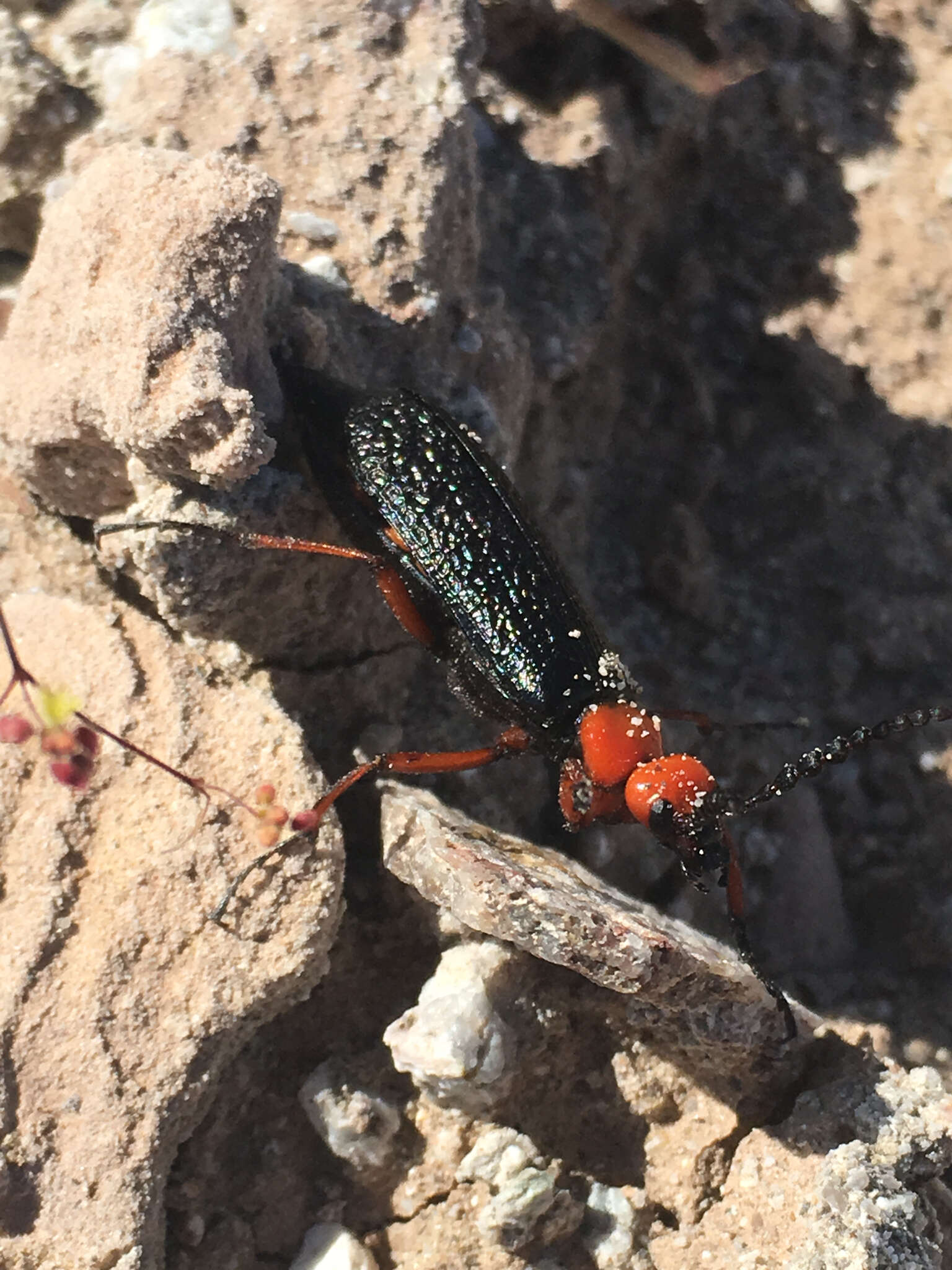 Image of Master Blister Beetle