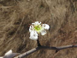 Crataegus opaca Hook. & Arn. ex Hook. resmi