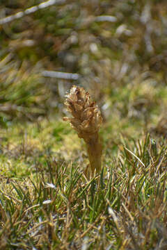 Image of Myrosmodes paludosa (Rchb. fil.) P. Ortiz