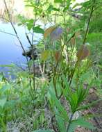 Image of western poison ivy