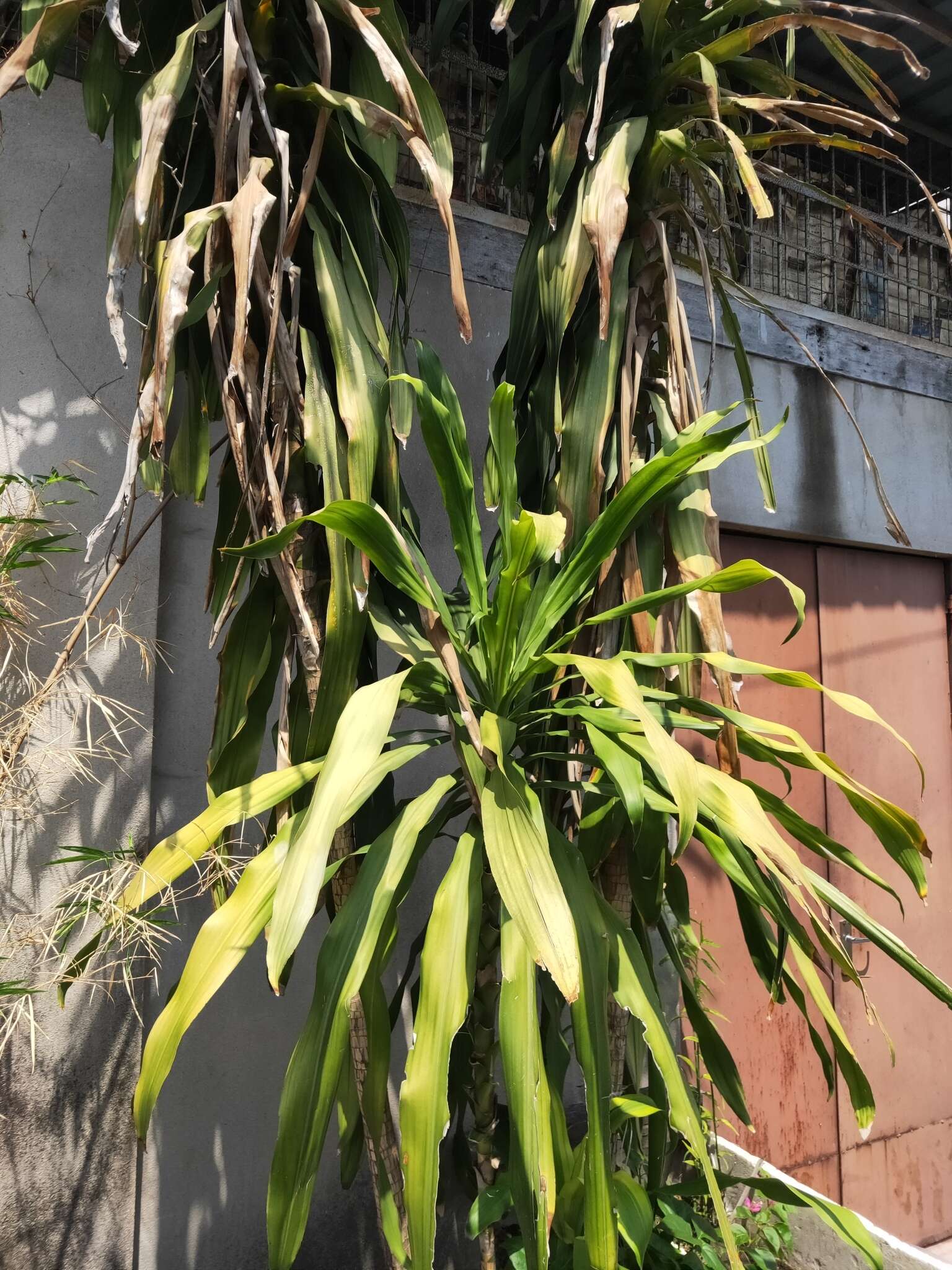 Image of fragrant dracaena