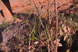 Image of Trochomeriopsis diversifolia Cogn.