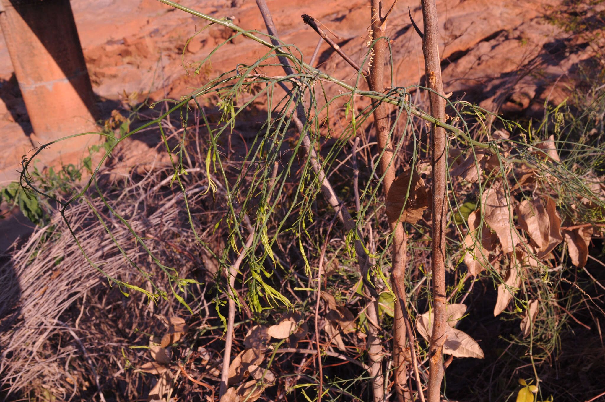 Image of Trochomeriopsis diversifolia Cogn.