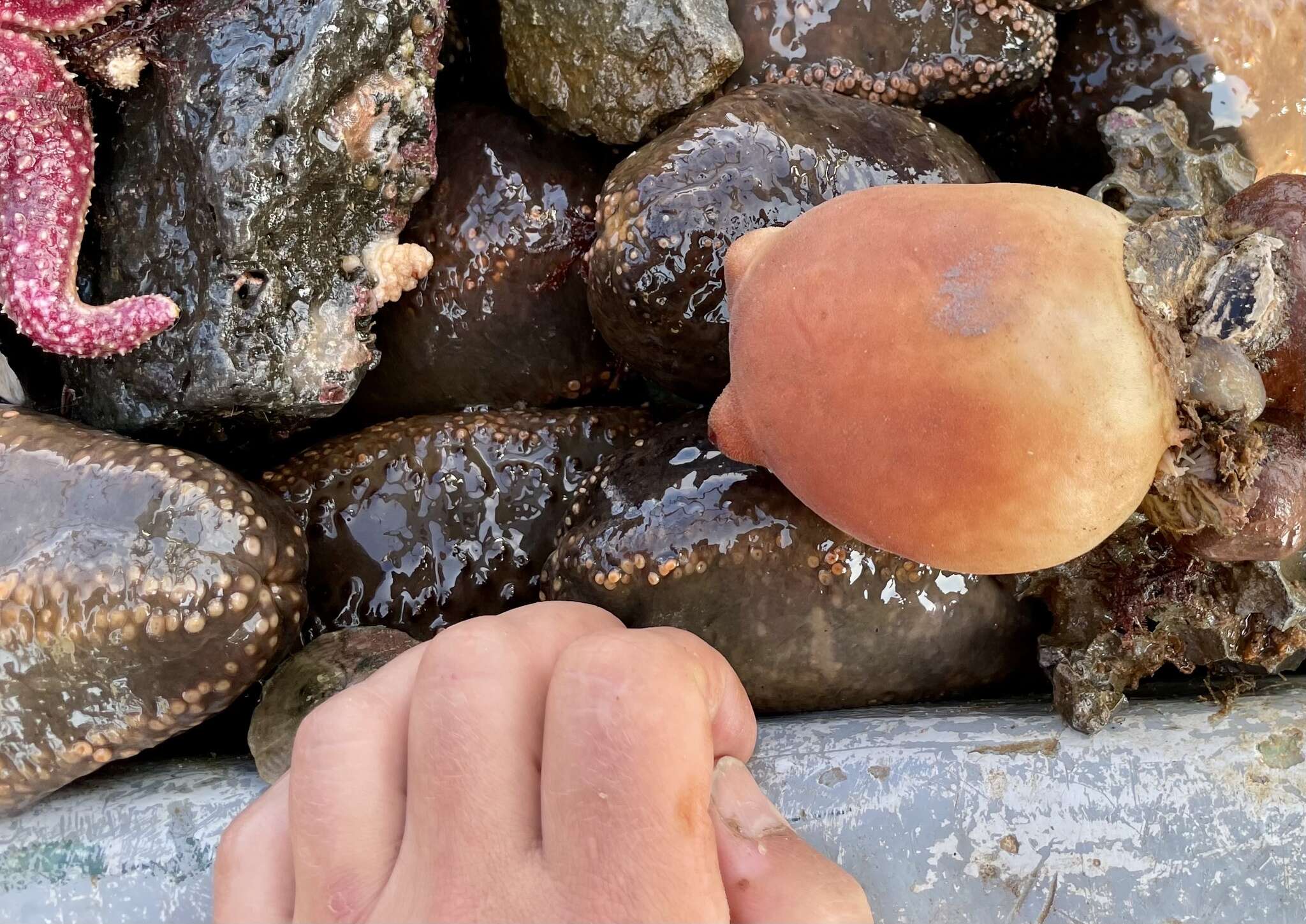 Image of sea peach