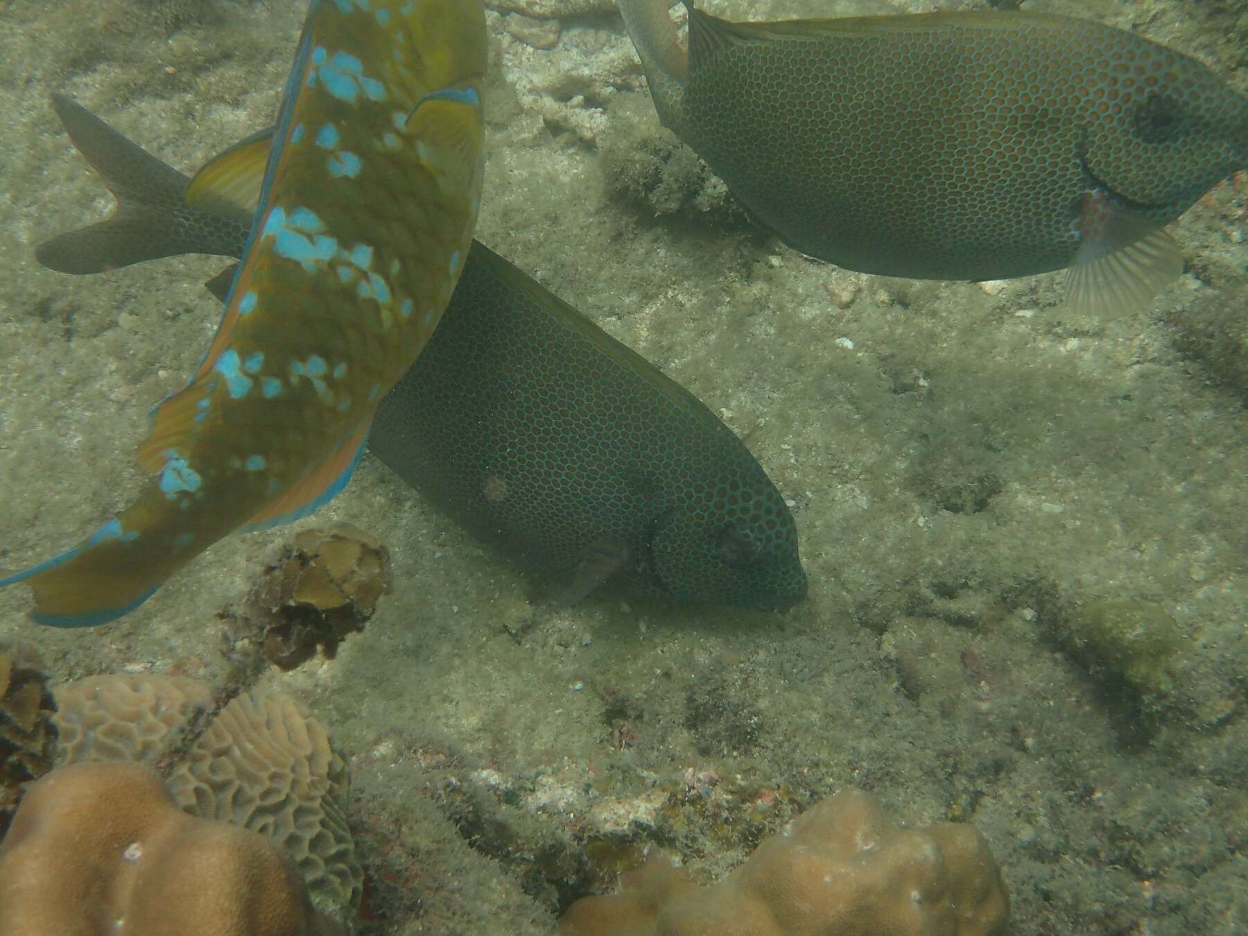 Image of Gold-spotted rabbitfish