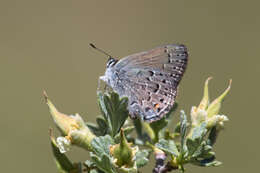 صورة Satyrium behrii (Edwards 1870)