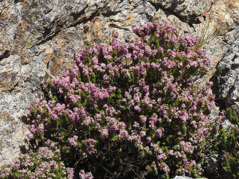 Image of Agathosma odoratissima (C. V. Montin) Pillans