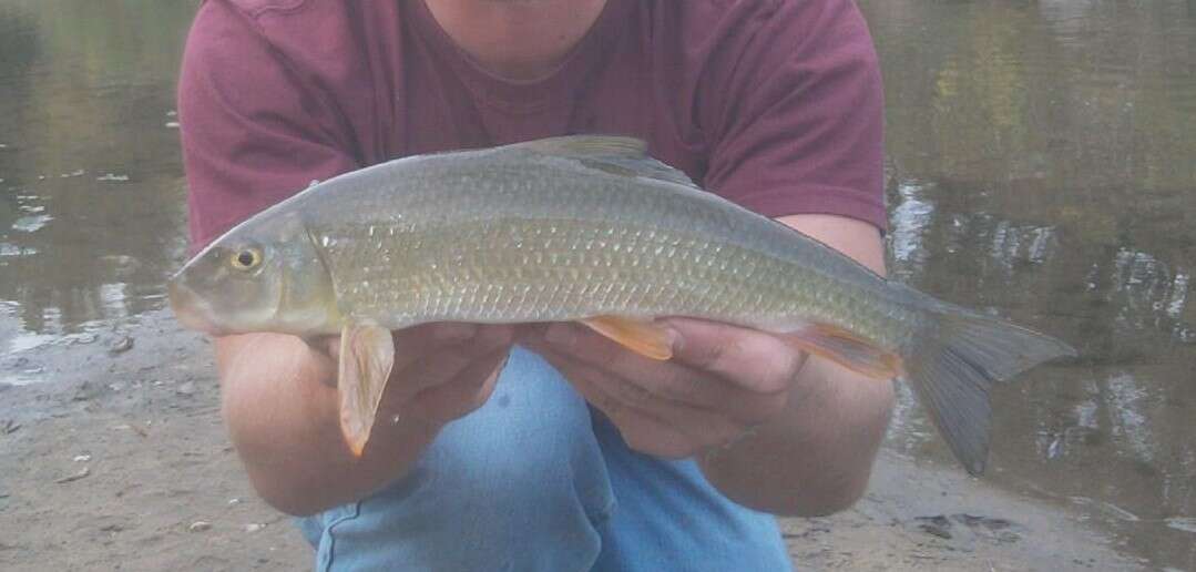 Image of Black Redhorse