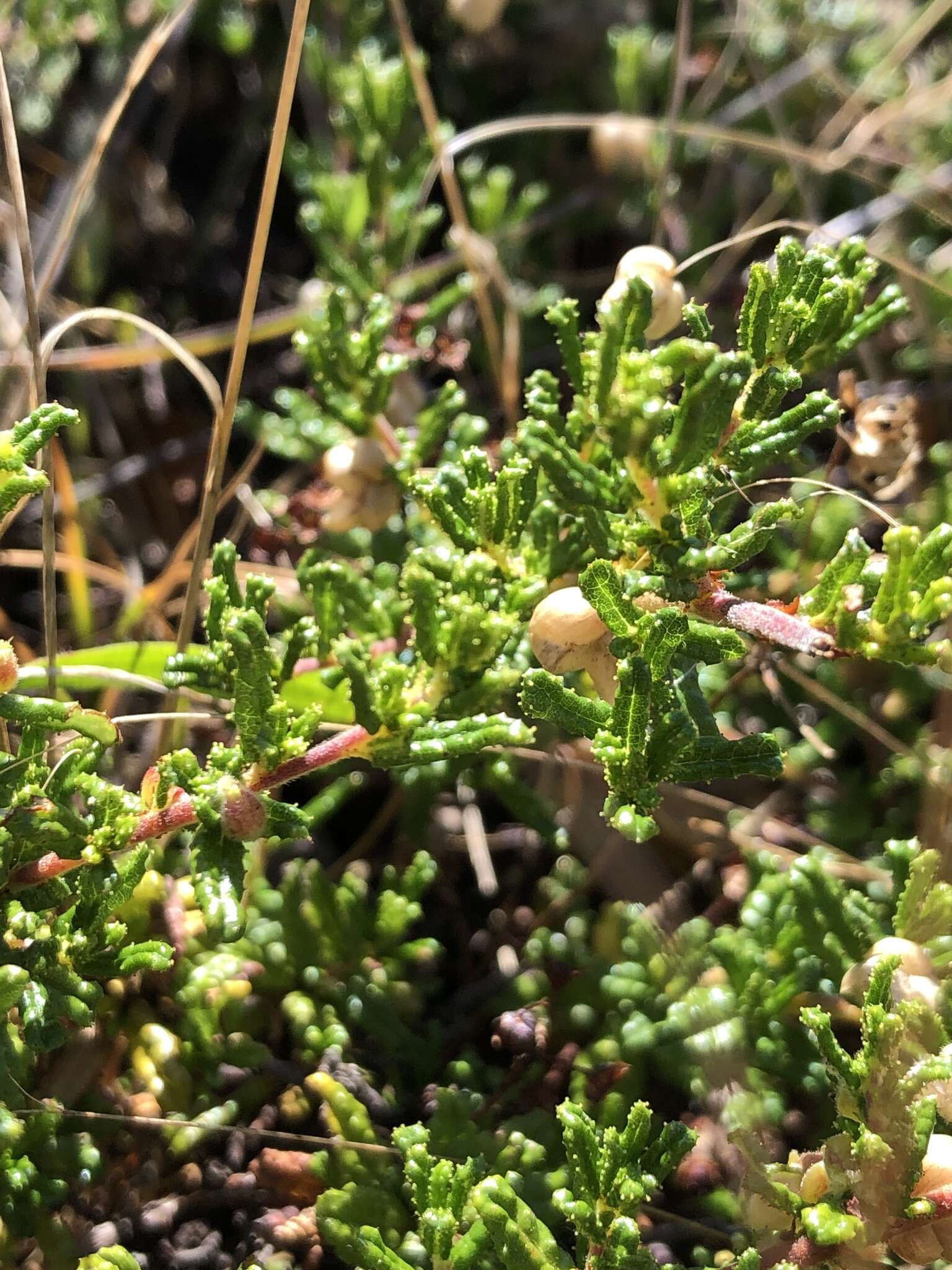 Image of Hearst Ranch buckbrush