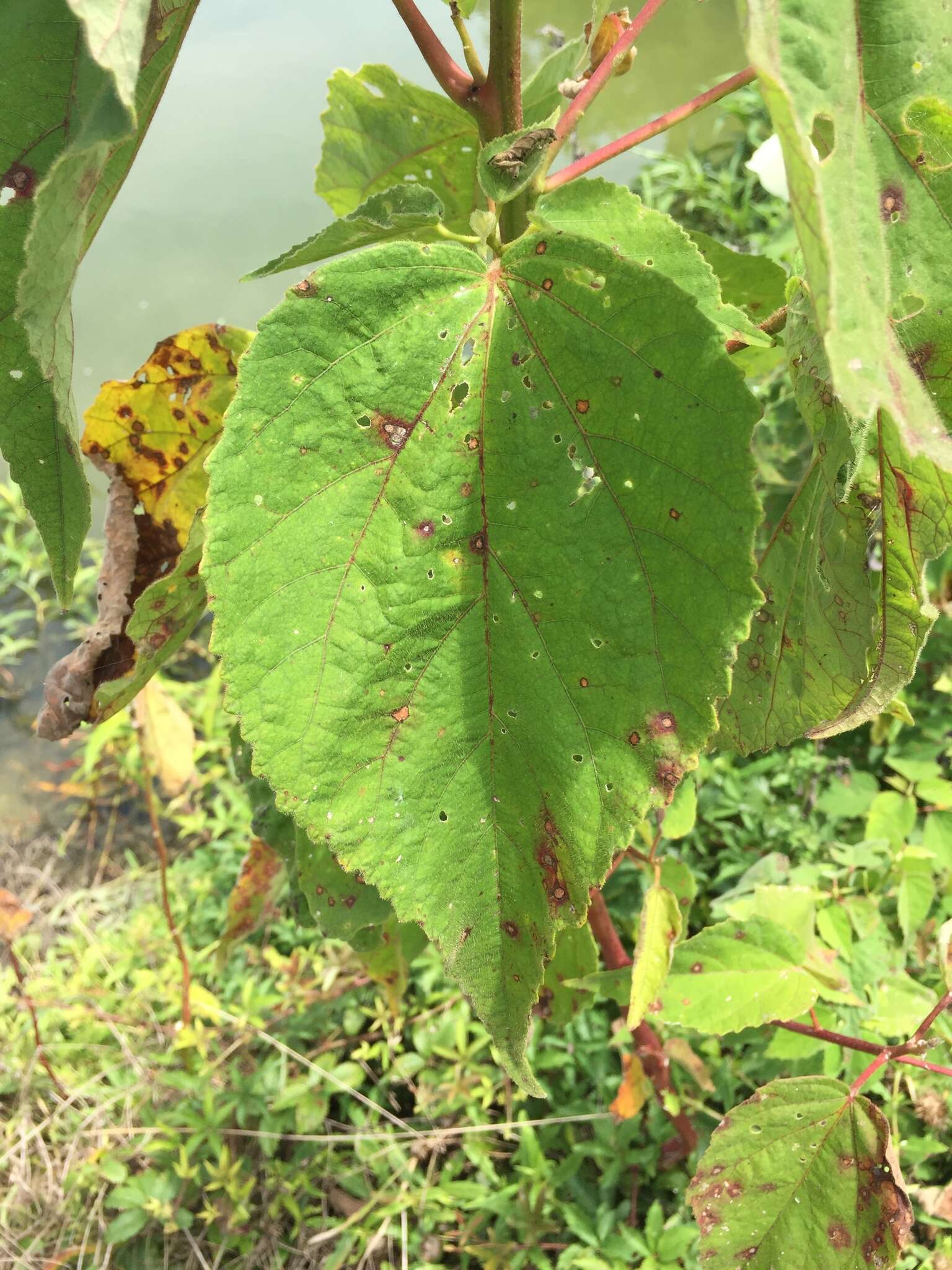 Sivun Hibiscus moscheutos subsp. lasiocarpos (Cav.) O. J. Blanch. kuva