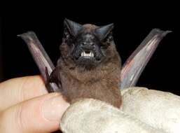 Image of Tadarine Free-tailed Bats