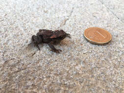 Image of Spiny Common Toad