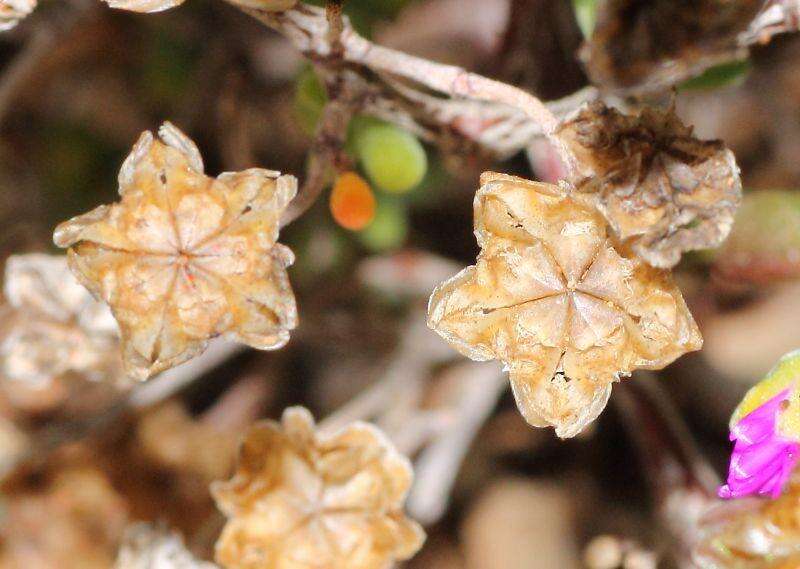 Imagem de Drosanthemum globosum L. Bol.