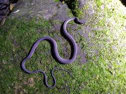 Image of Rough-backed Litter Snake